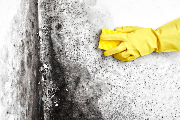 Best Crawl Space Mold Removal  in Park Layne, OH