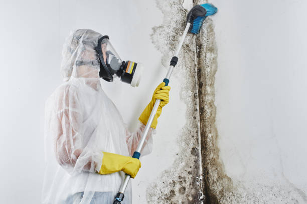 Best Certified Mold Removal  in Park Layne, OH
