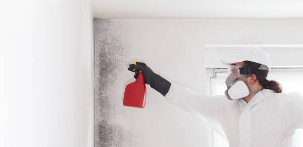 Professional Mold Removal in Park Layne, OH