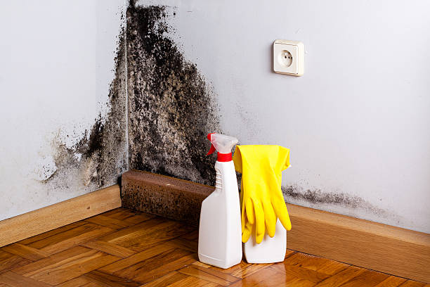 Best Mold Removal Specialists  in Park Layne, OH